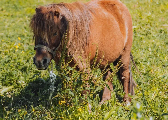 Resort Bruval Eco Retreat Sandim